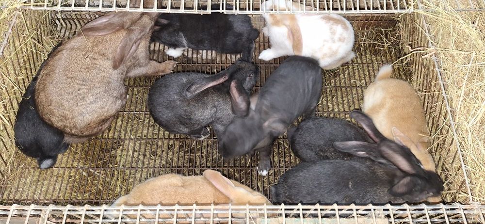 Coelhos para venda