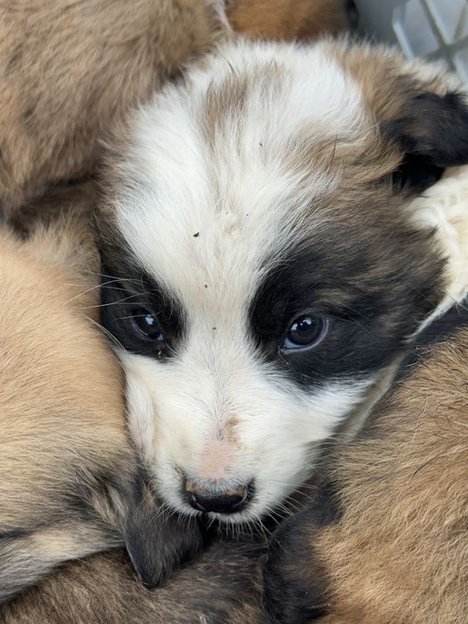 Rafeiros Alentejanos para adoção