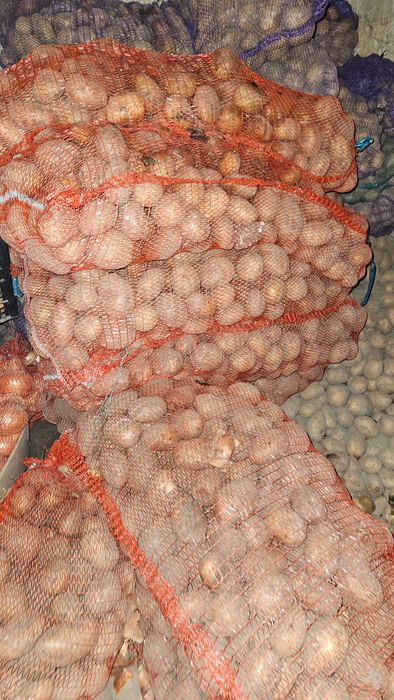 Продам картоплю велику , морква , буряк кормовий цибуля