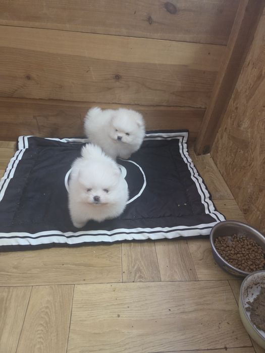 Щенята померанського шпіца