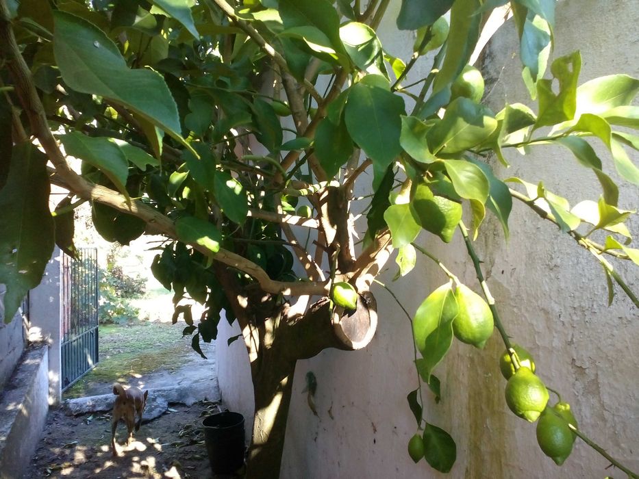 QUINTA Situada a 1800 M  da CIDADE de PONTE de SOR