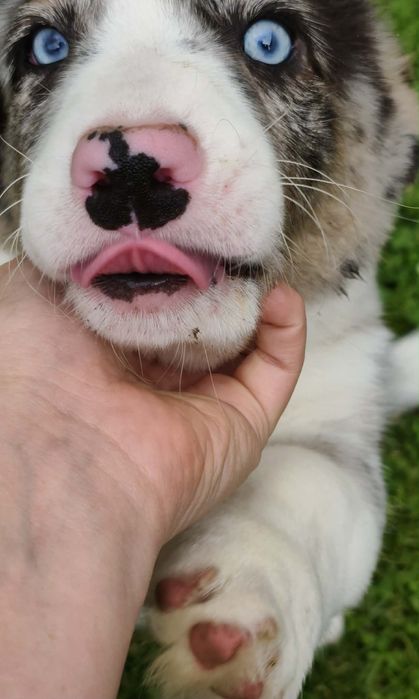 Maluszek Welsh Corgi Cardigan MAX zarezerwowany