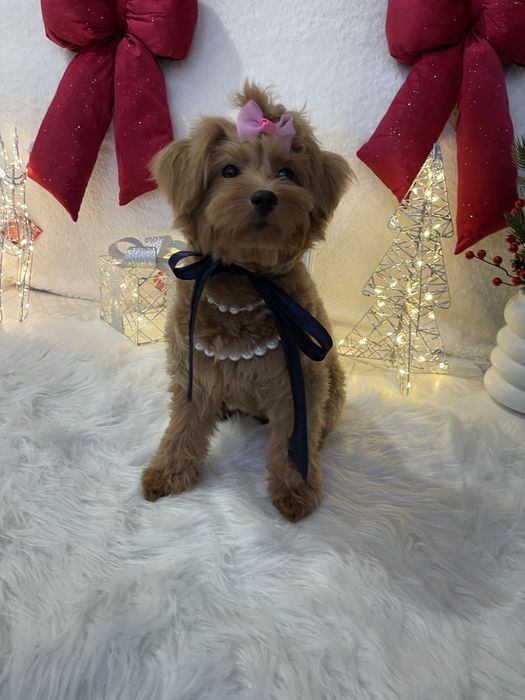 Ніжність, яка гавкає  чудові Помапу вже чекають