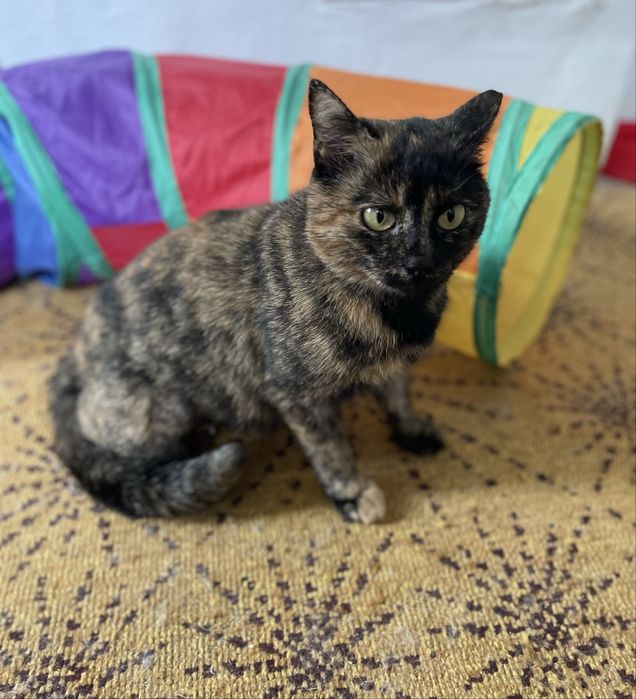 Кошечка в добрые руки