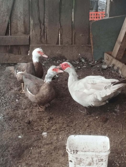 Kaczki piżmowe młode