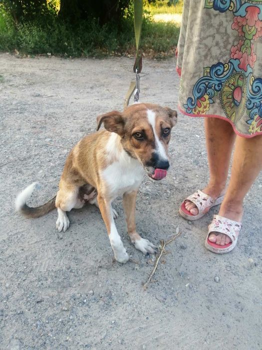 Віддається цуценятко