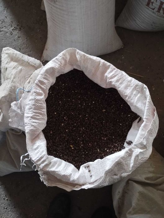 Гречка на насіння