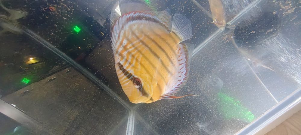 Discus green tefe wielkość 16+