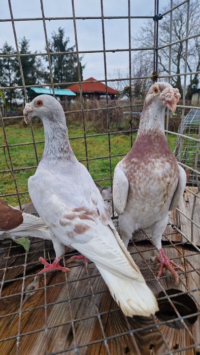 Gołębie staropolskie