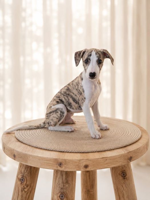 ZAREZERWOWANY Whippet - Chart Angielski / piesek FCI