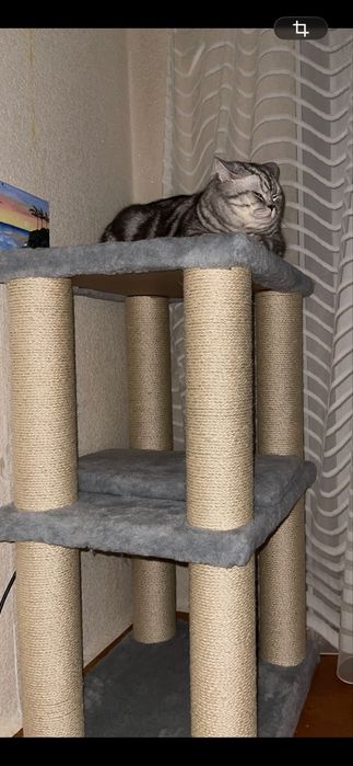 Кігтеточка, дряпка для кота