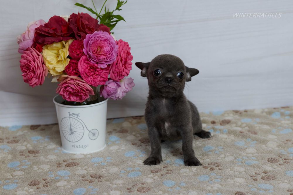 Blue smoothcoat female Chihuahua ~ Чіхуахуа КСУ