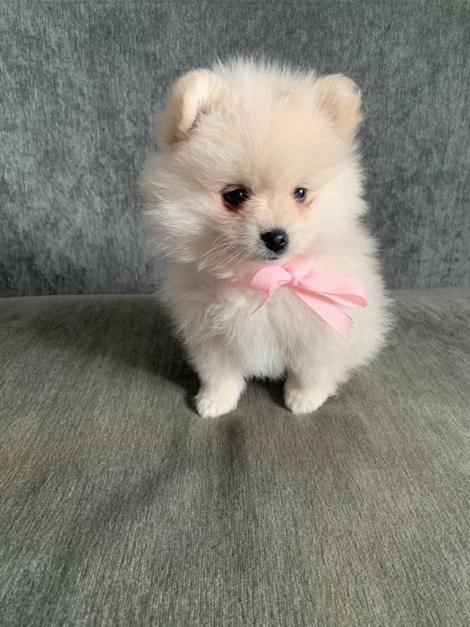 Продам девочки  щпица