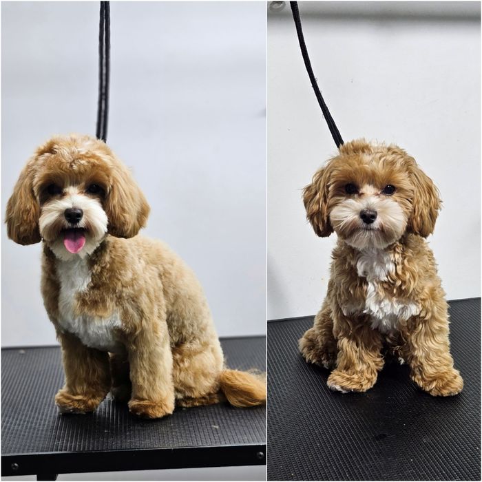 Модели на груминг