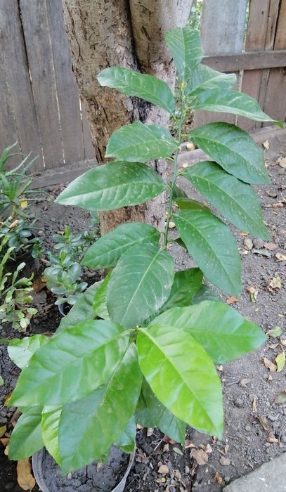 Дерево мандарин (виросло з кісточки)