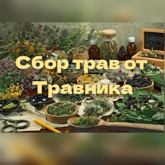 Лекарственные растения лікарські трави травник фито чай травы травник