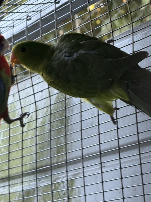 Casal Red Winged 2025