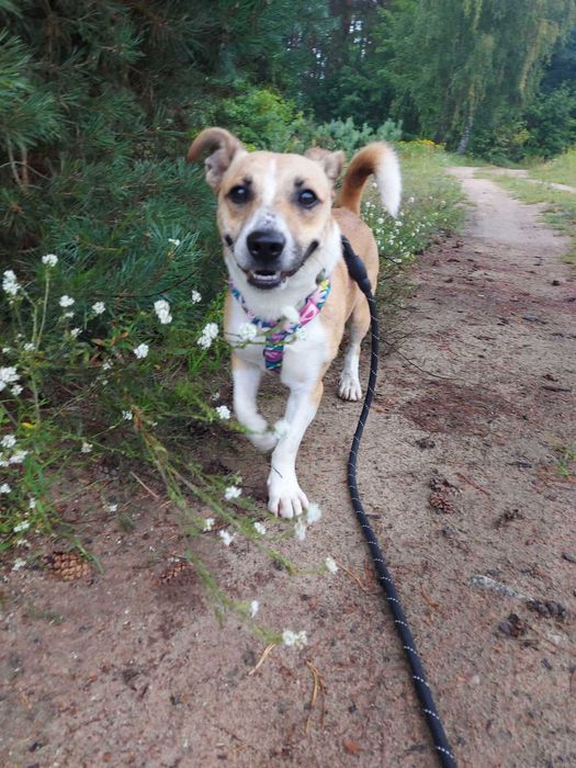 BORYS - Schronisko dla Zwierząt w Ostródzie