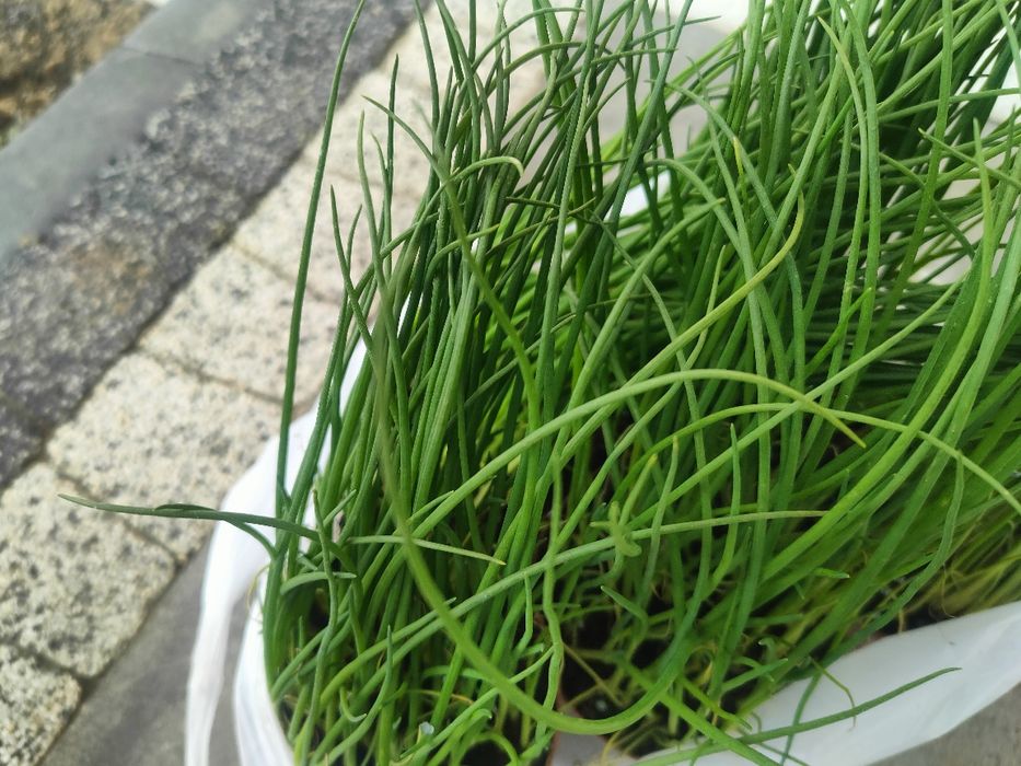 Pięć sadzonek cebula siedmiolatka