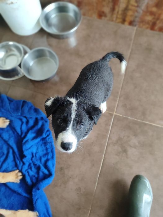 Nesquick e Chocapic - Border Collie, 2 meses