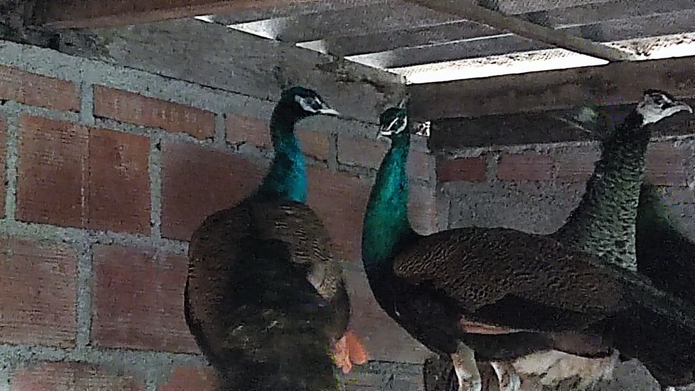 Vendo.                                                                                        pavões