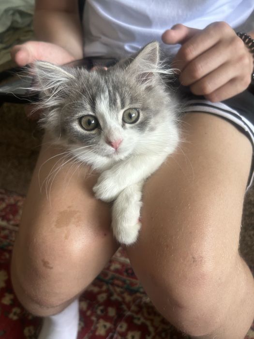 Отдам кошку в добрые руки