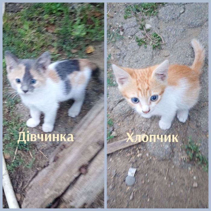 Шукаю дім для кошенят