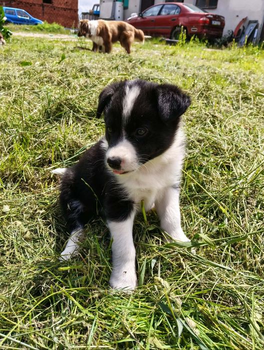 Suczka Border collie