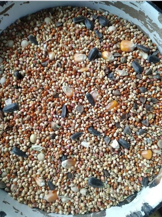 Мішанка для птиці та голубів