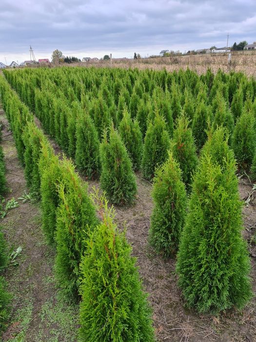 Tuja SZMARAGD 9  złotych SUPER cena! Dostępne różne  rozmiary!!!