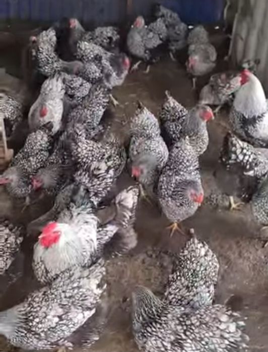 Яйця птиця віандот срібло