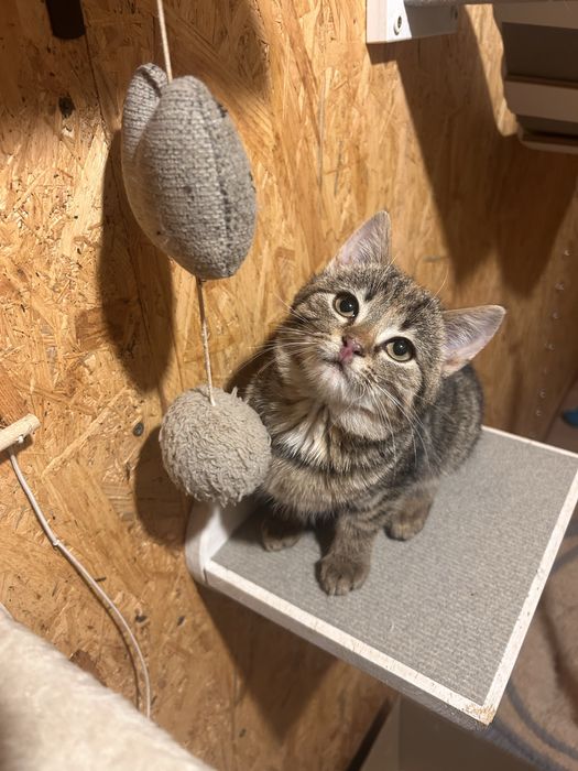 Mała koteczka szuka domku