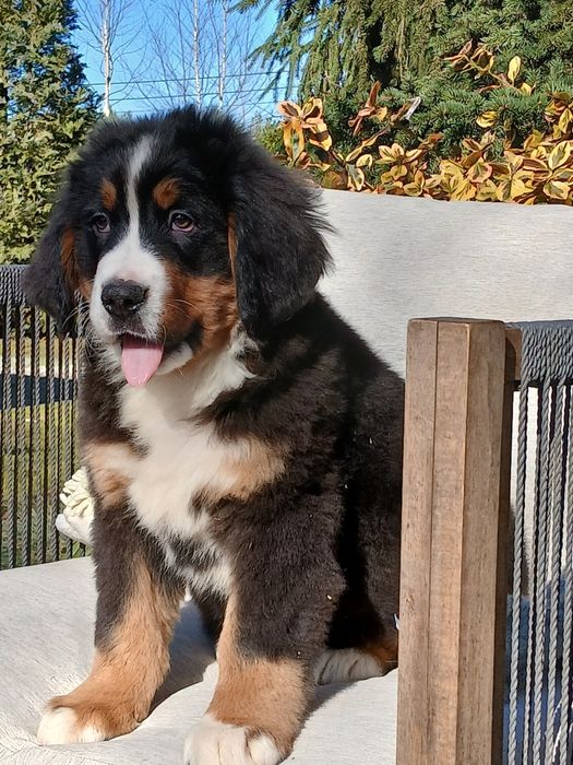 Berneński piesek OREST,rodowód cztero pokoleniowy, ur.25.12.25.