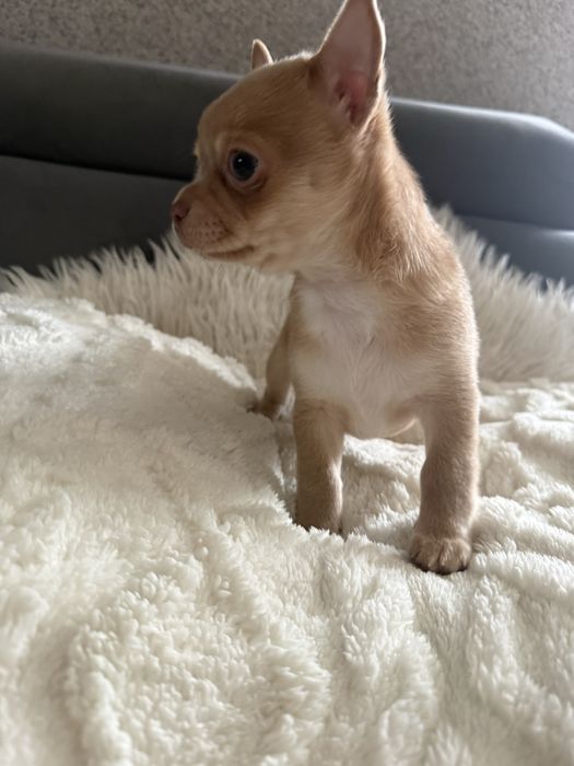 Chihuahua szczeniak