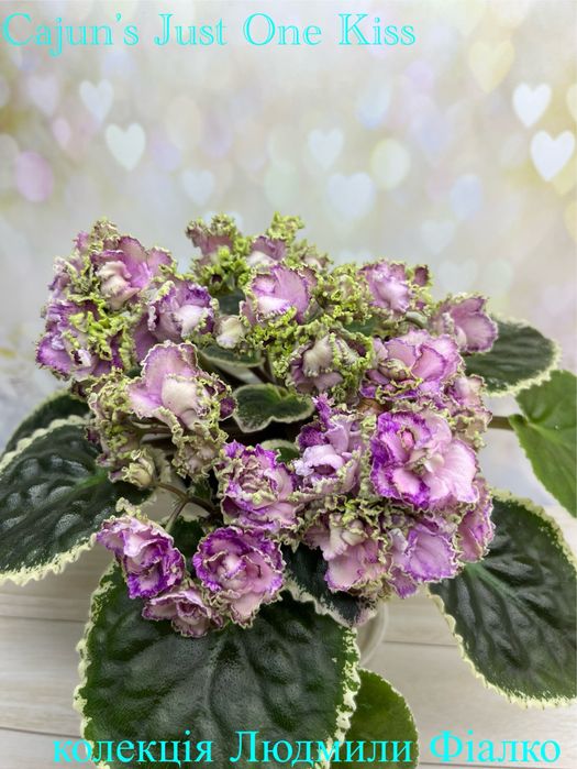 Дітки і стартери сортових фіалочок