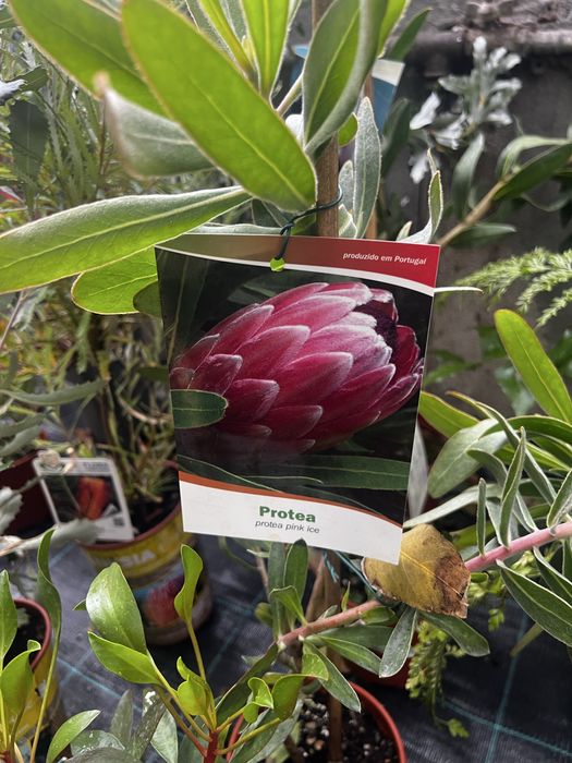 Proteas, banksias, Leucondendron leucospermum e Grevilleas