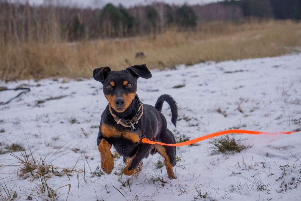 Kajo, mini doberman do adopcji