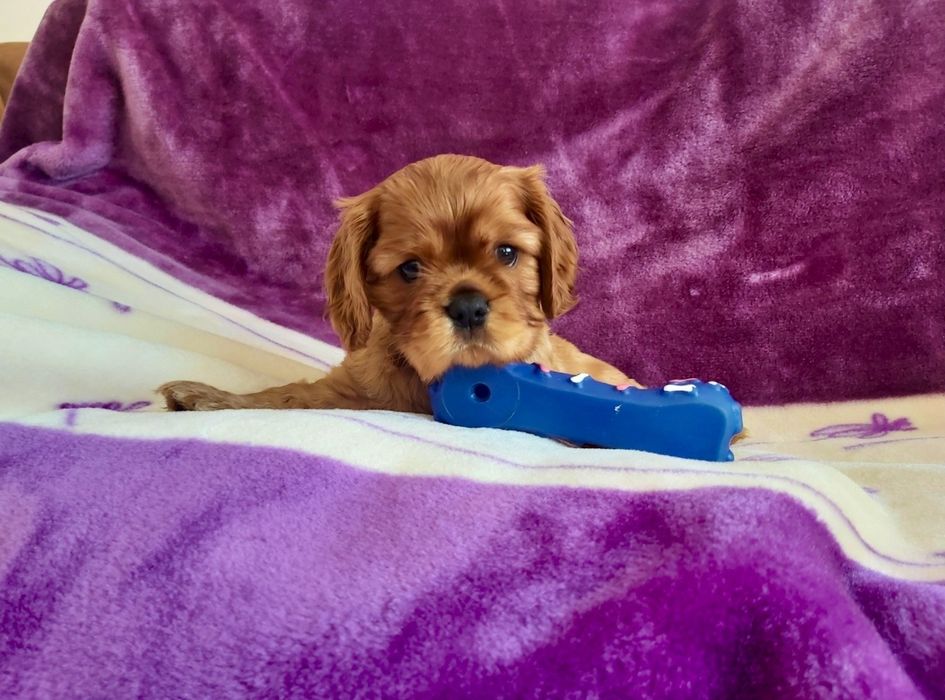 Cavalier King Charles Spaniel
