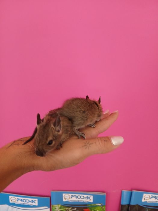 Degus bebés muito mansos