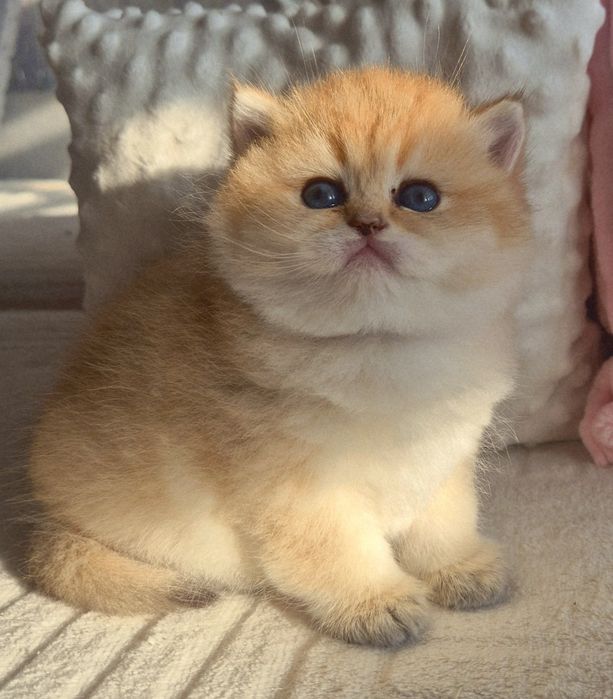 Золоті красунчики хлопчики дівчатка