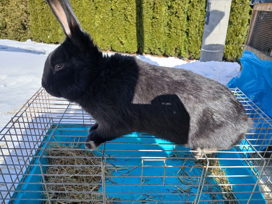 Królik srokacz samce samice