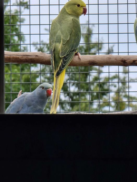 Aleksandretty obrożne mutacje Głowa Ogon, Opalin
