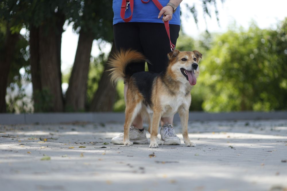 Tylko mnie kochaj - krzyczy Wiper!