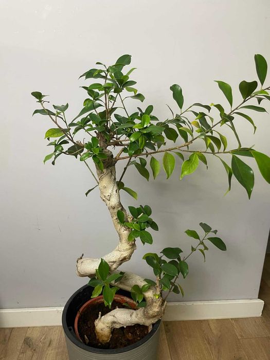 Ficus bonsai 100 cm