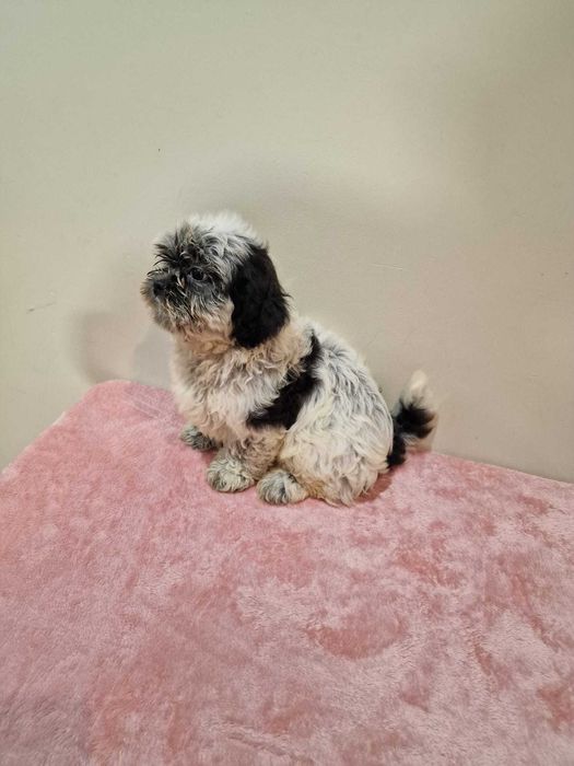shih Tzu cor rara chocolate de excelência e de porte pequeno