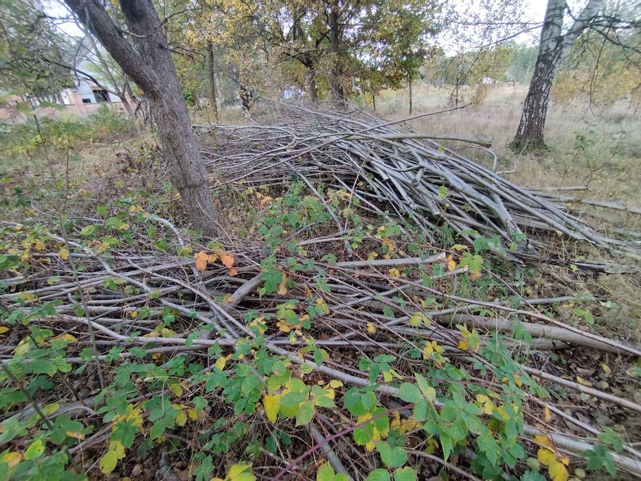 Oddam gałęzie, leszczyna.