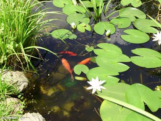 Золотая рыбка (комета)