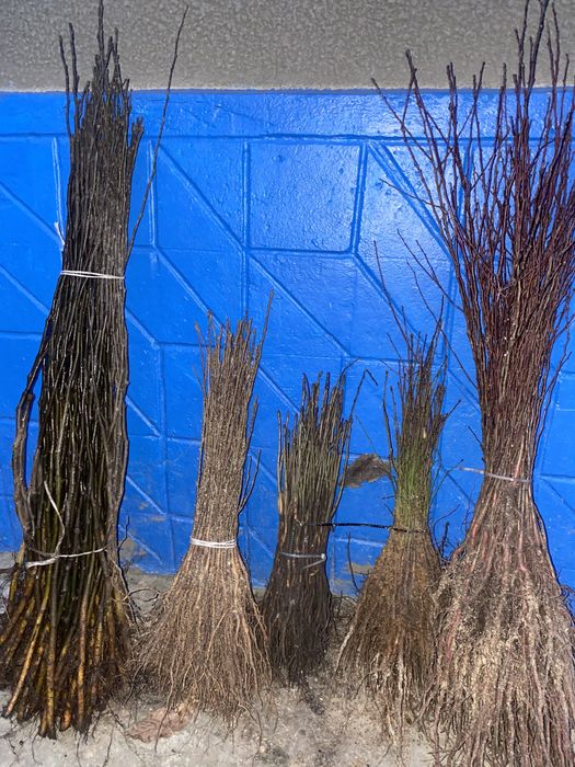 Алича ,дичка груші,антипка ,жардель,айва ва29