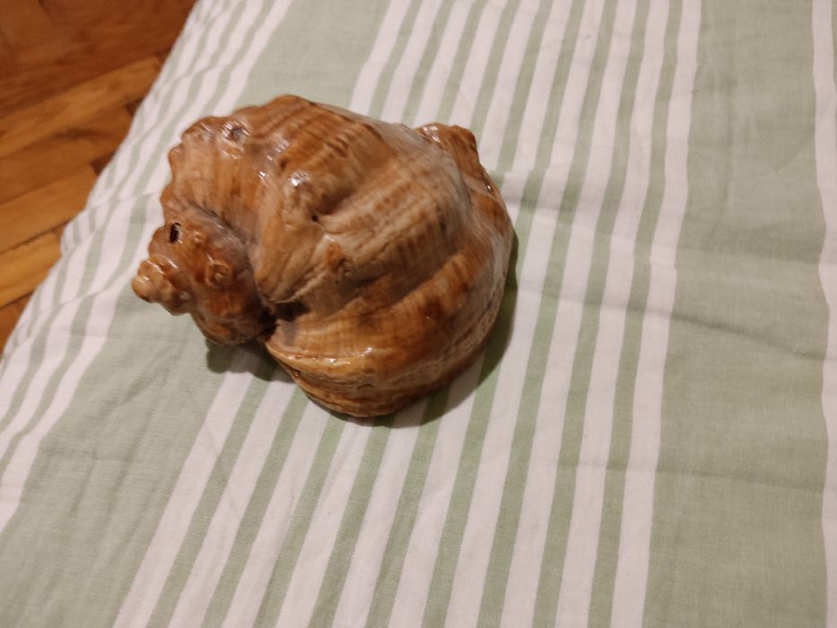 Ракушка морська велика