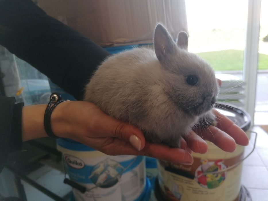 Coelhos mini holandês